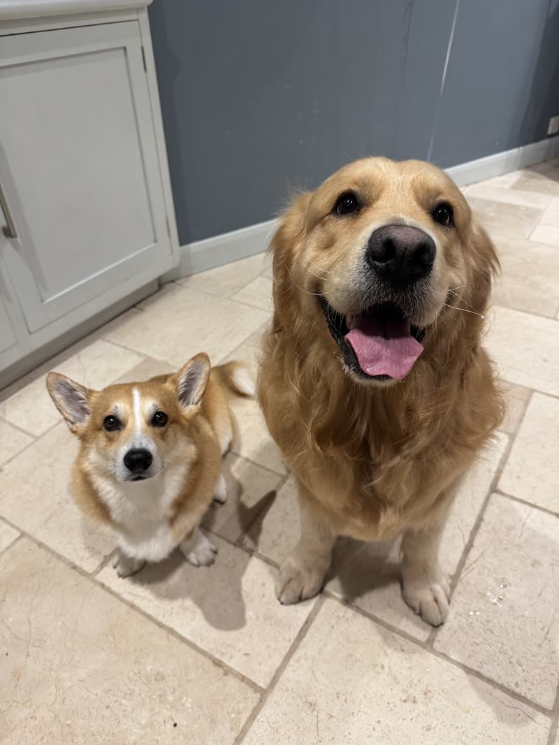 A freshly groomed golden retriever and corgi sitting together on a kitchen floor, looking up at the camera
