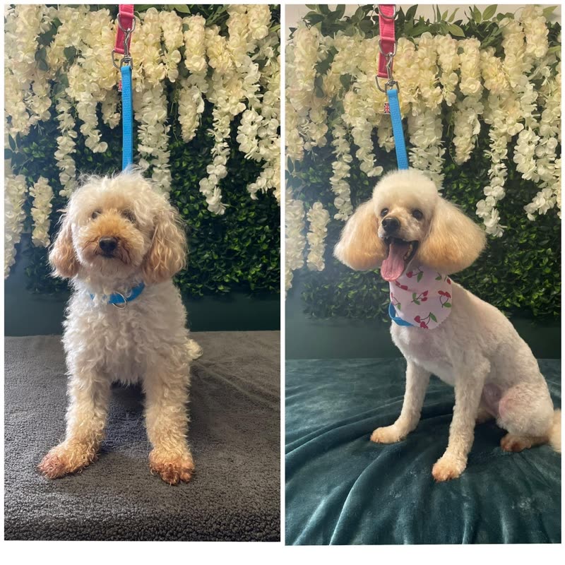 Before-and-after of a small apricot poodle-type dog: shaggy on the left, neatly clipped with a pink bandana on the right