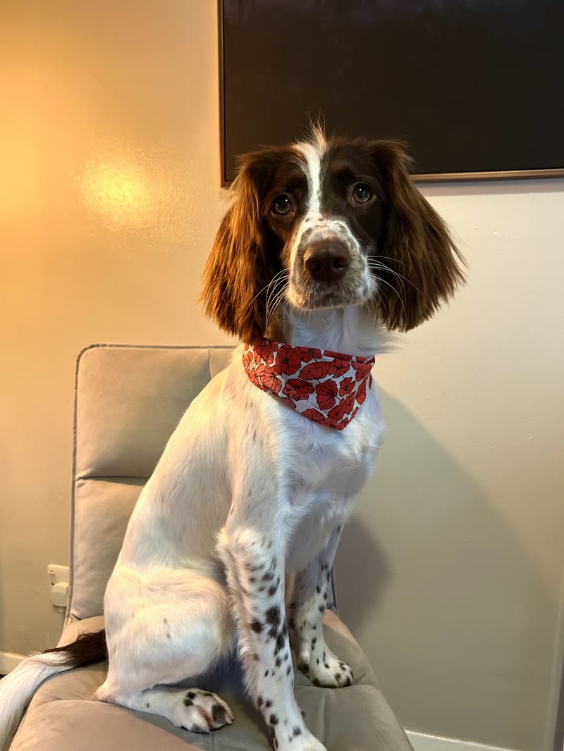 A groomed liver-and-white springer spaniel in a red bandana sitting on a grey sofa