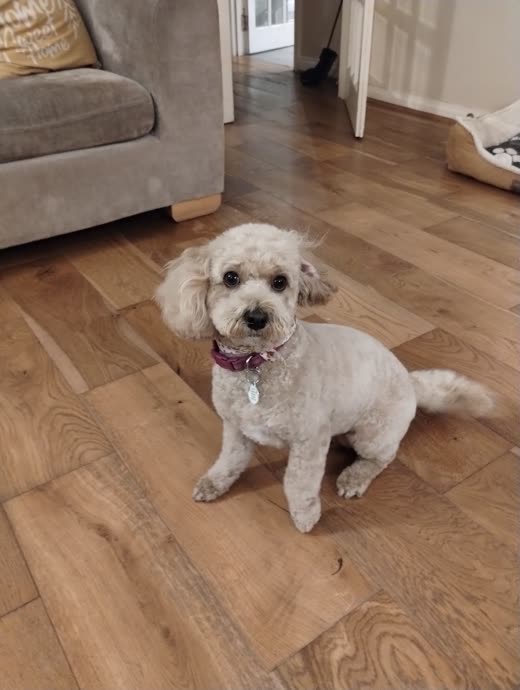Freshly clipped small white poodle-cross with a pink collar, square-cropped to the dog