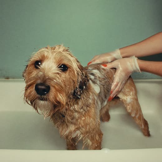 A dog being shampooed in a grooming bath, covered in suds
