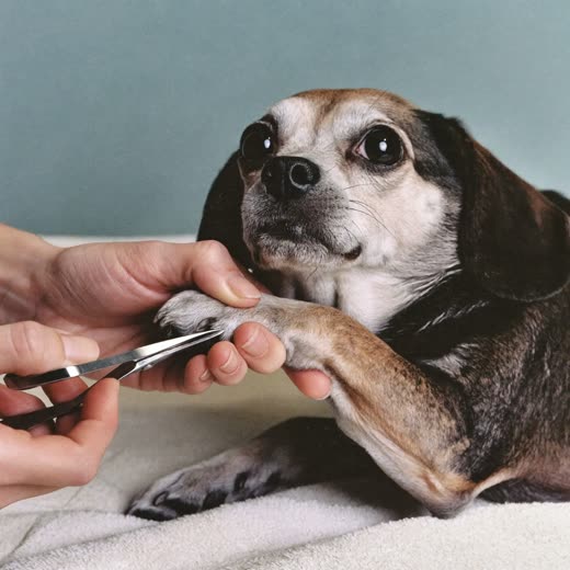 A dog's paw held gently while its nails are clipped